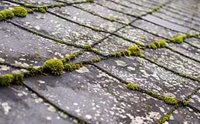 A shingle roof covered in moss and lichen